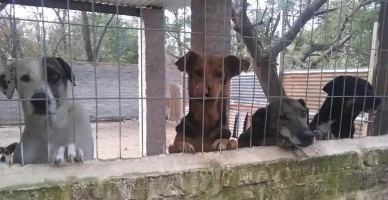 La Protectora de Animales obtuvo la cesión definitiva de su terreno