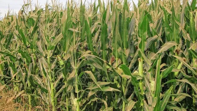Las lluvias traen alivio para la soja y el maíz de segunda