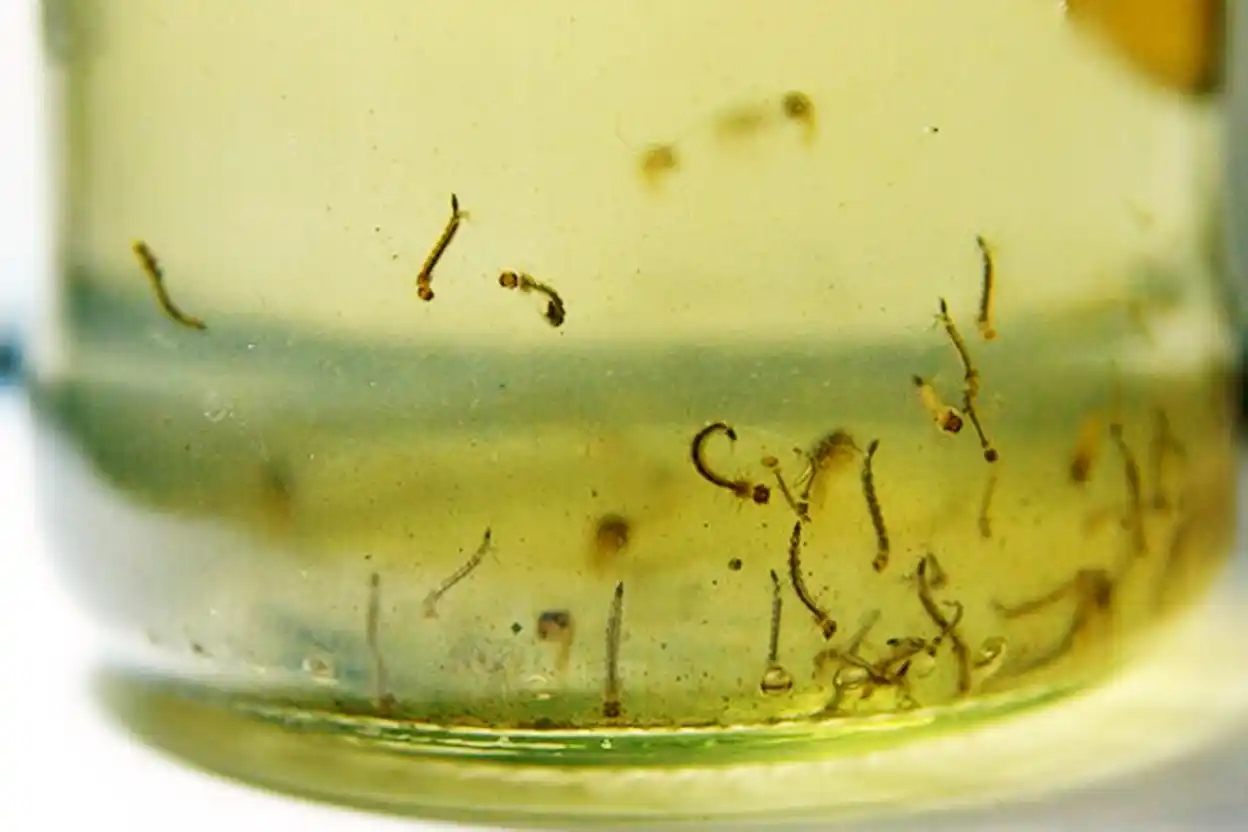 Los huevos del Aedes aegypti no mueren con las bajas temperaturas