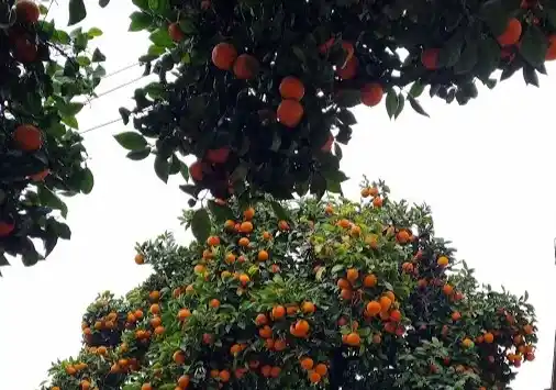 las plantas de naranjas amargas tendrán su QR.
