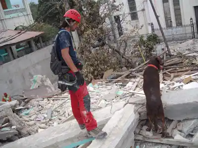 Rosario: Lola, la perra rescatista que trabaja después de la tragedia 