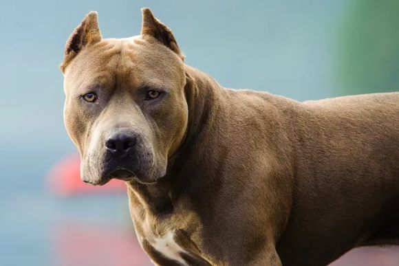 Un hombre salió a correr por una rambla y un pitbull lo atacó salvajemente, en La Plata