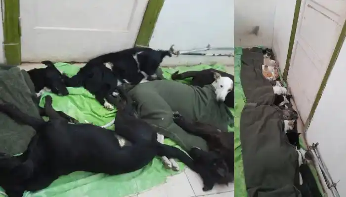 Casi 80 perros y gatos castrados en un día por el Refugio de San Pedro