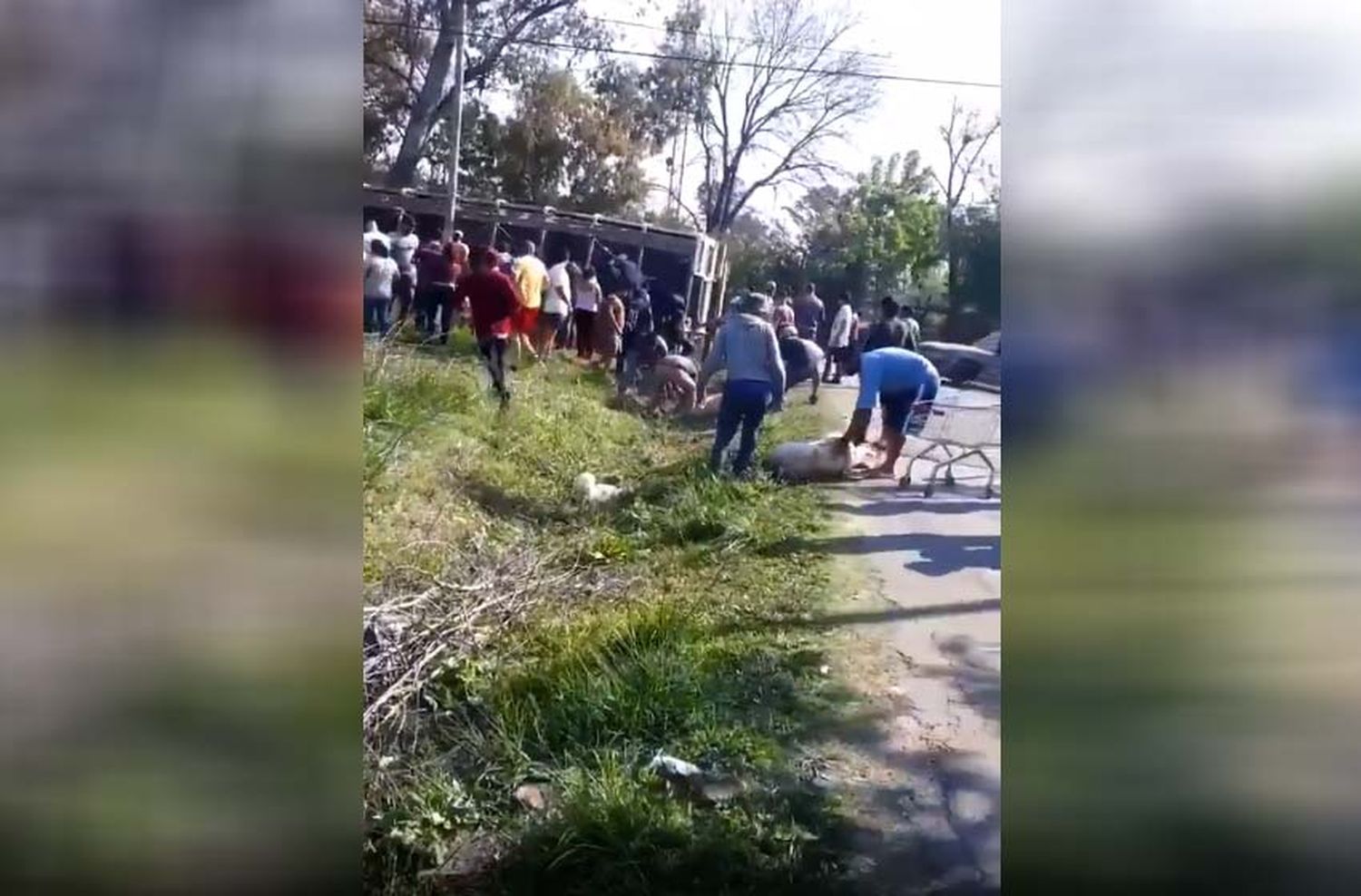 Video: vecinos degollaron y se robaron cerdos tras el vuelco del camión que lo transportaba