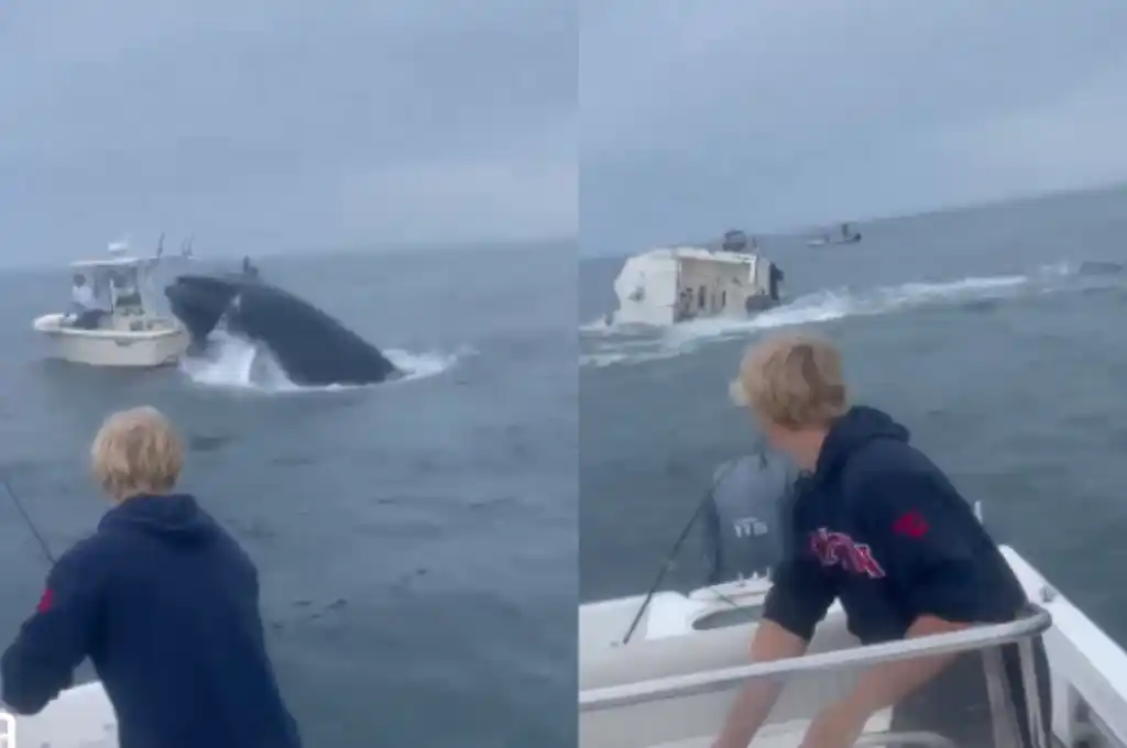 El video rápidamente se hizo viral en las redes sociales.