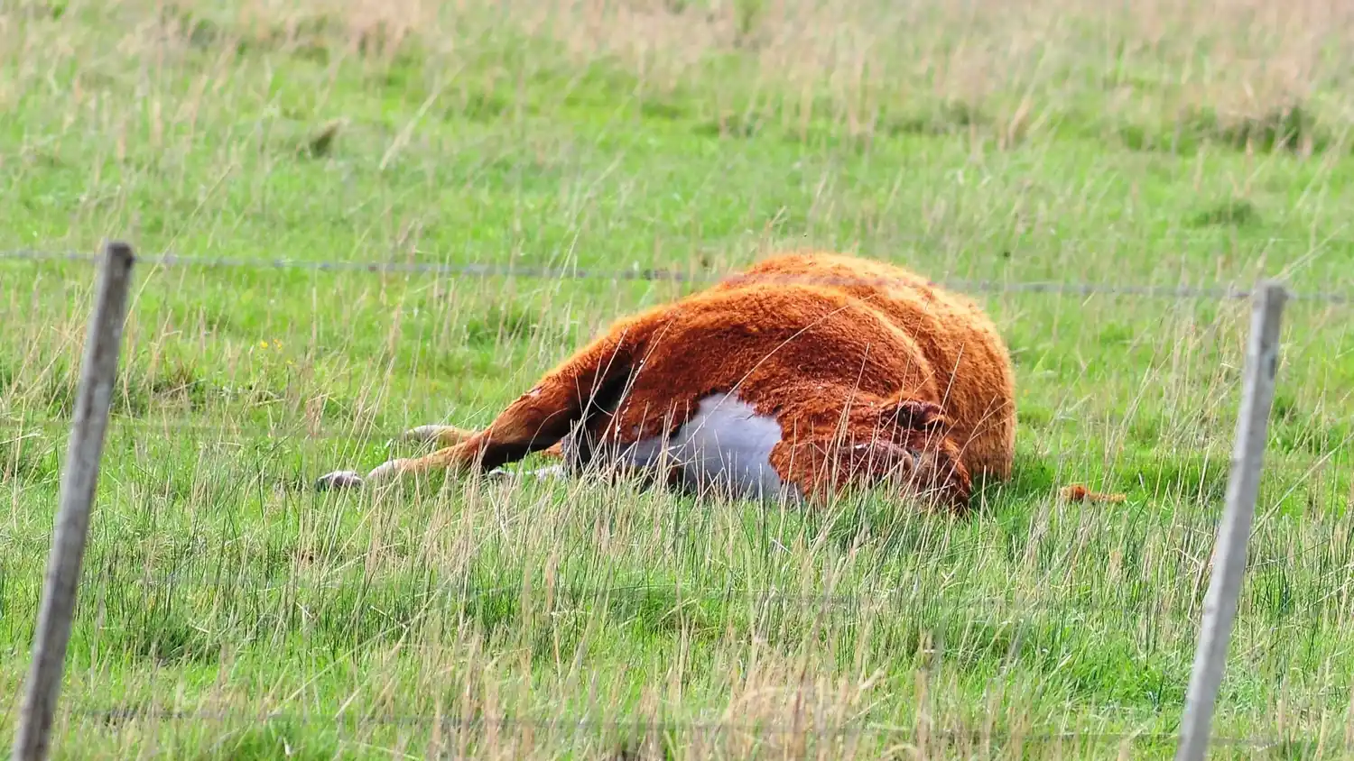 Foto: Fabian Gastiarena (archivo internet)