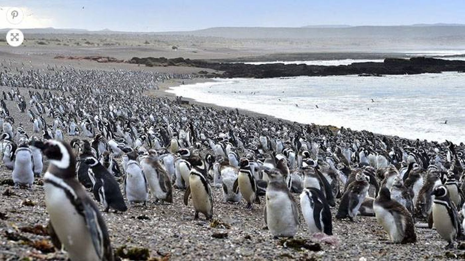 Recusaron a la jueza de la causa por la mortandad de pingüinos