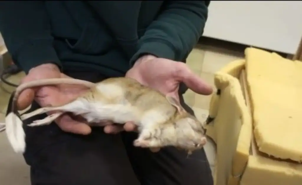 VIDEO. En el zoológico de Moscú guardan a los jerbos en heladeras para que hibernen