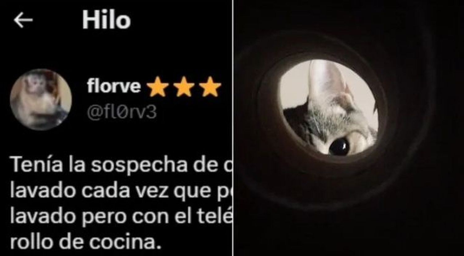 Tenía una fuerte sospecha de su gata y escondió una cámara para grabarla: el resultado enterneció a todos