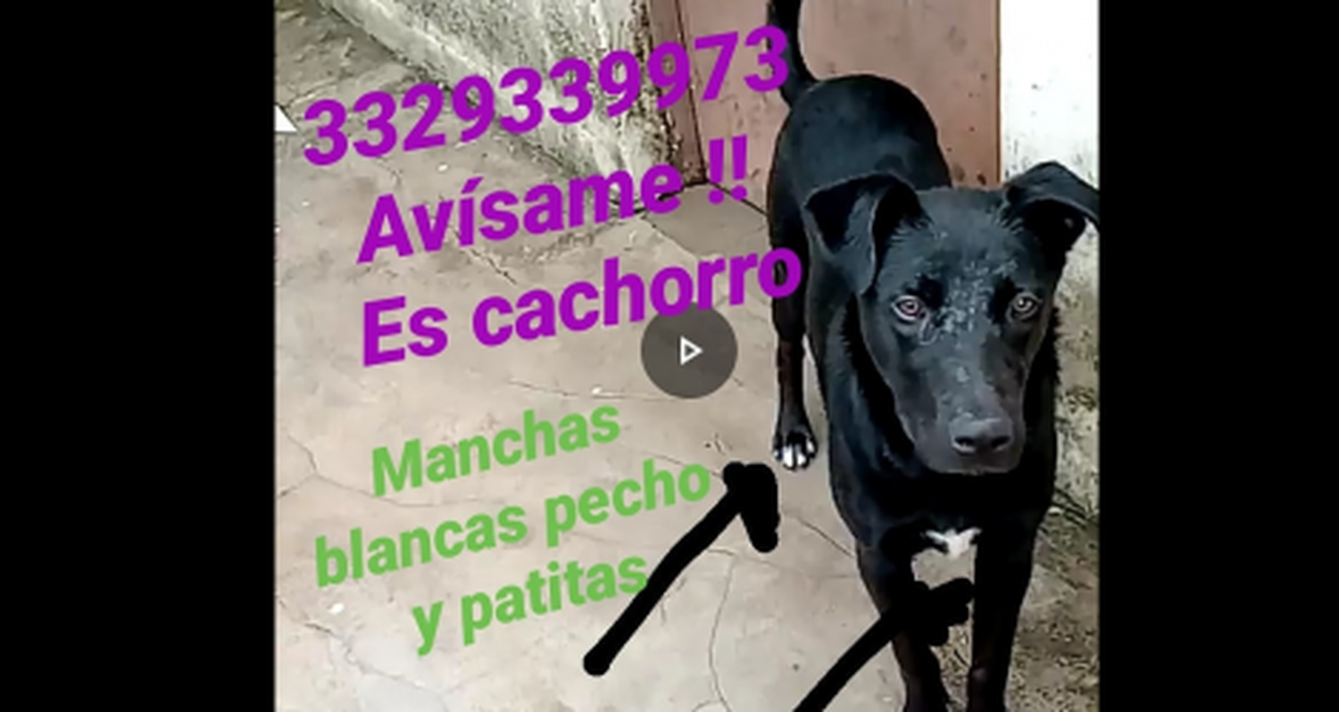 Siguen buscando a Tino