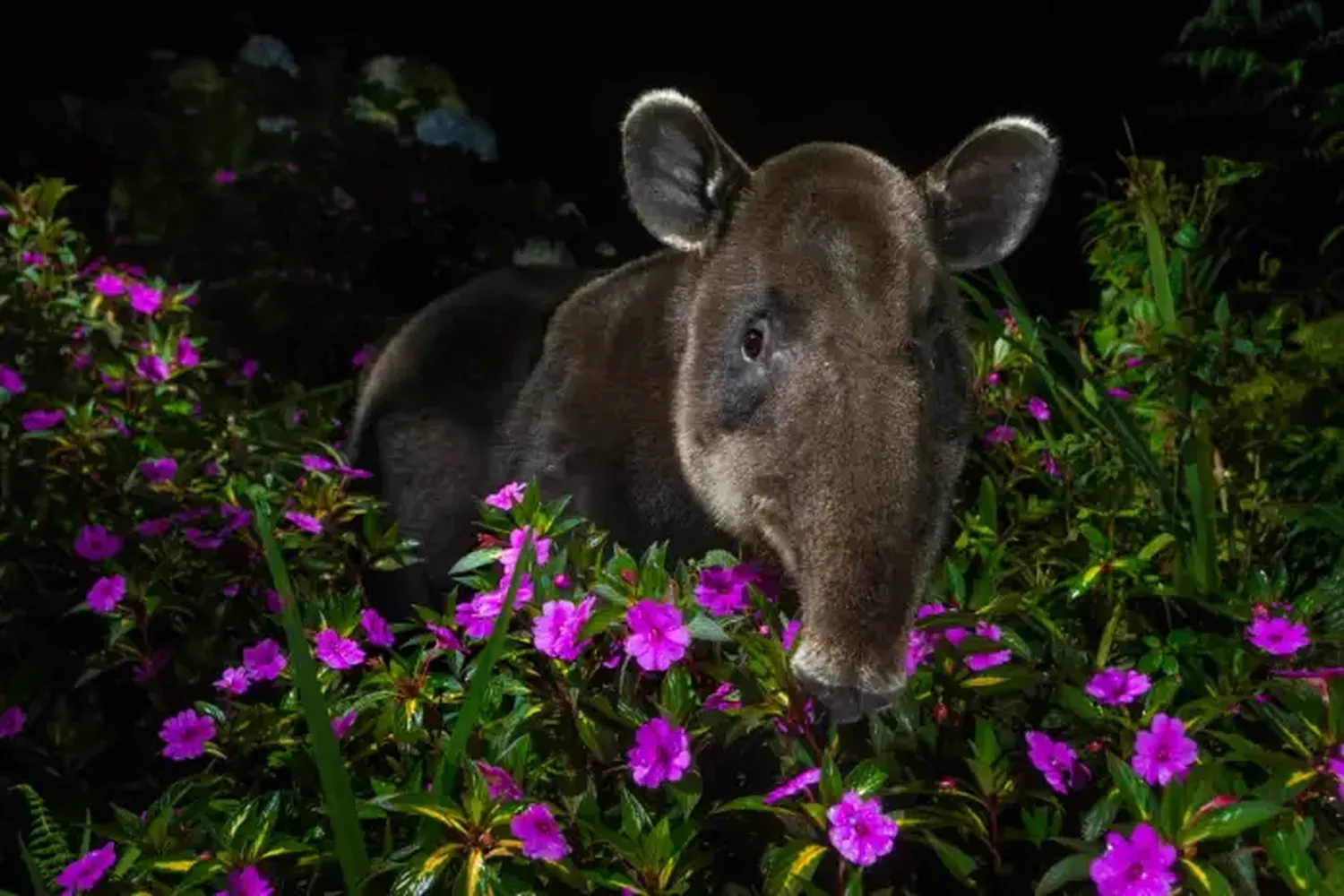 Fotografías de vida silvestre 2021