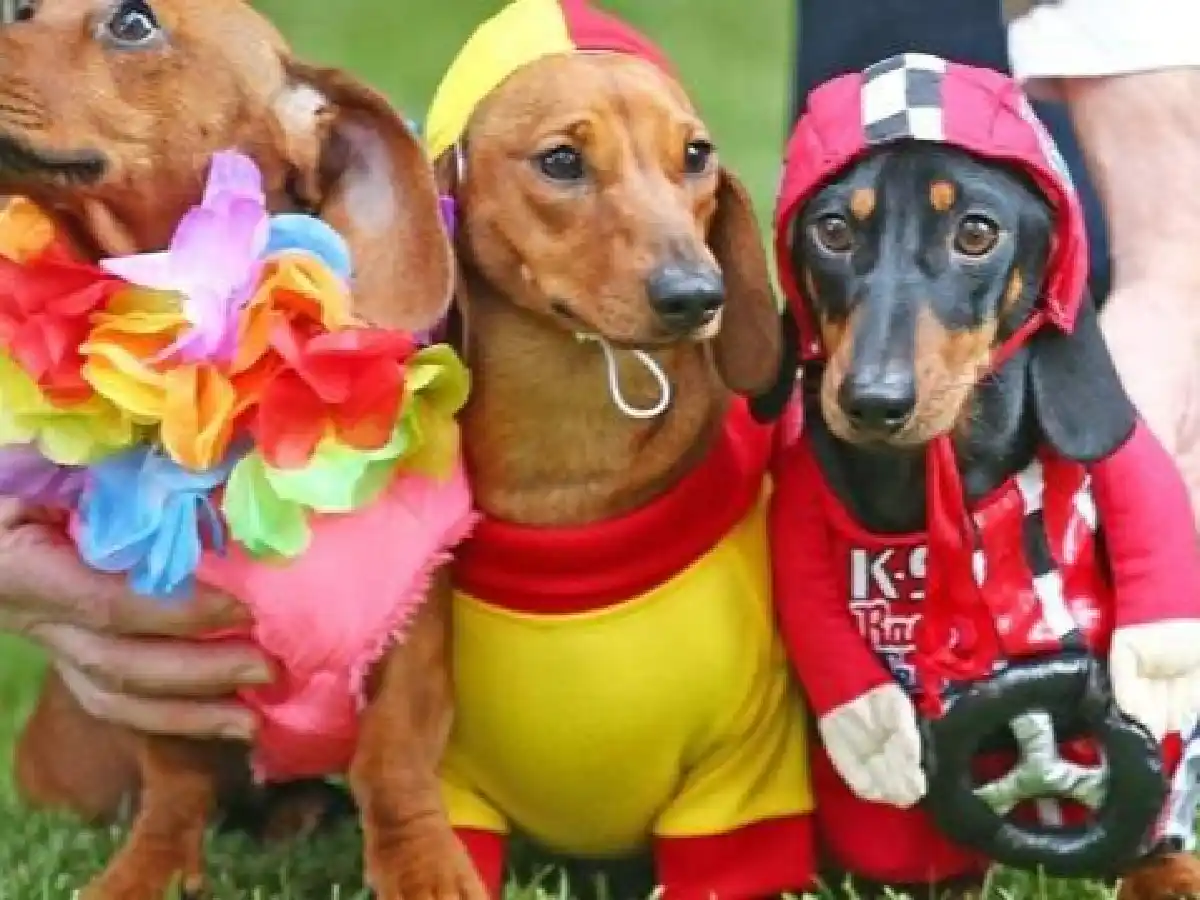 Carlos Paz: 3º Encuentro Internacional de Perros Salchichas