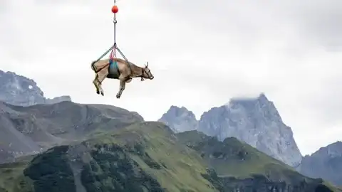 El sorprendente rescate de una vaca que tuvo que ser evacuada por aire