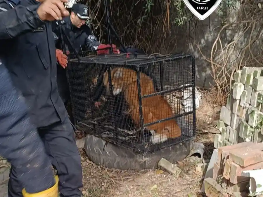 Un aguará guazú fue rescatado de un domicilio abandonado en Puerto General San Martín