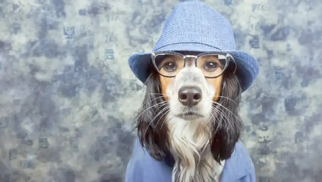 La ‘humanización’ de las mascotas, otra forma de maltrato animal