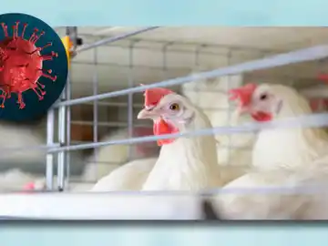 Se inician en la Argentina las pruebas preclínicas de una vacuna ARNm contra la gripe aviar