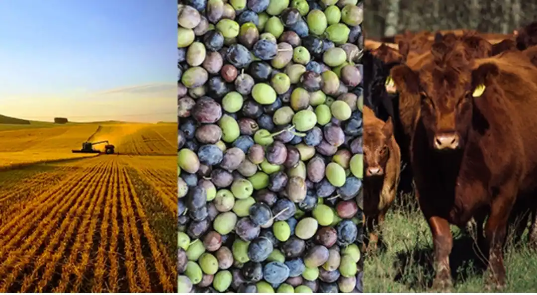 “Cambiaste la plata”: la bomba que hay que desactivar para que el negocio agrícola salga de una zona de riesgo