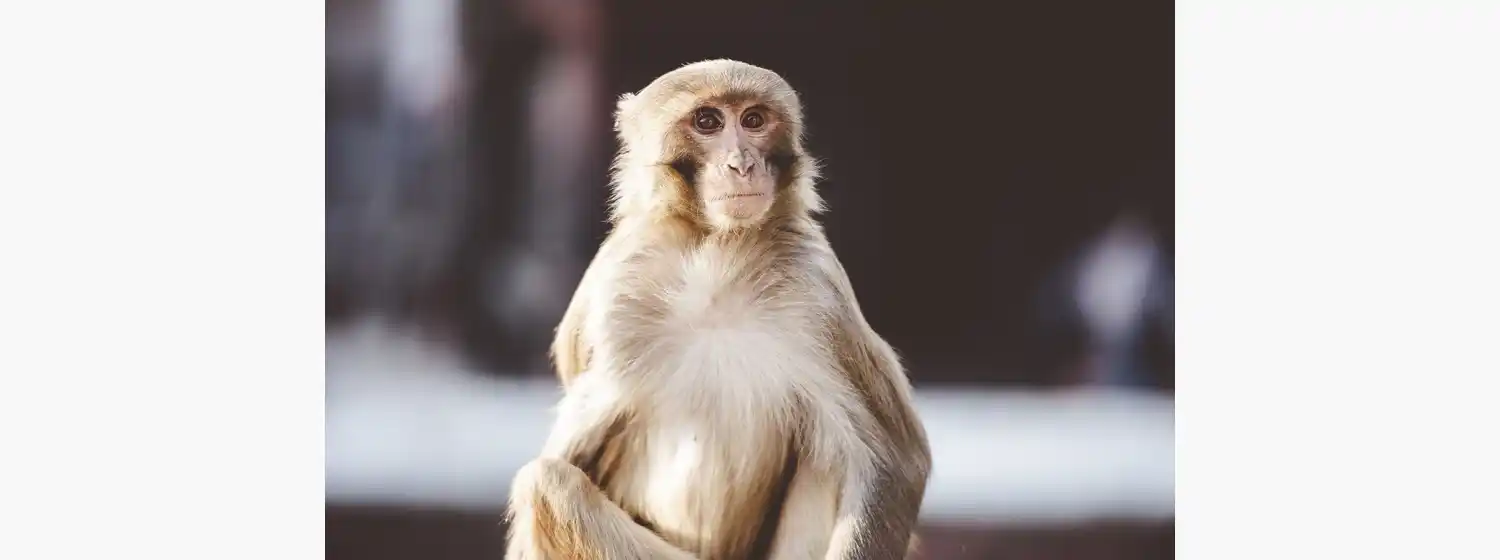 Viruela del mono: ¿nueva cuarentena?