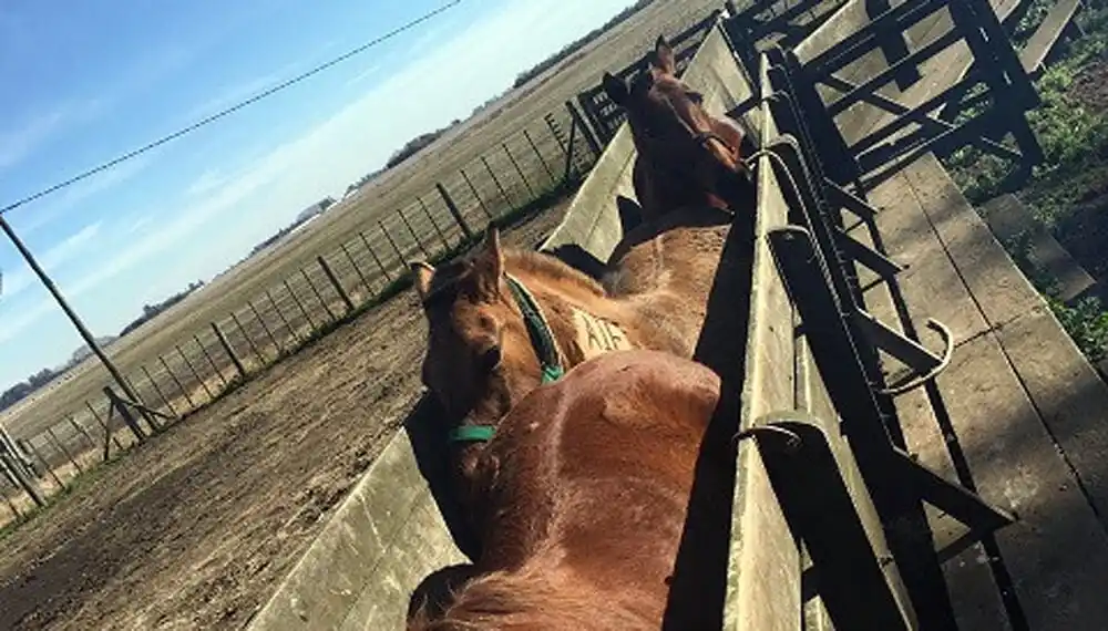 Encefalomielitis equina: establecen la vacunación obligatoria en todo el país