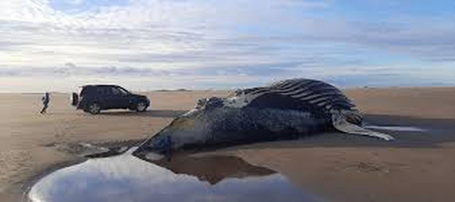 Encuentran ballena muerta  en el balneario Marisol