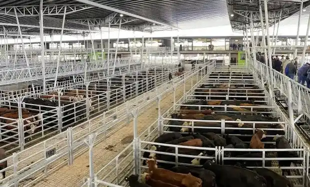 El valor de la hacienda subió casi el 40 por ciento en el Mercado Agroganadero de Cañuelas.