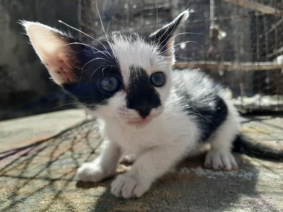 Las siete vidas se terminan antes para los animales de calle