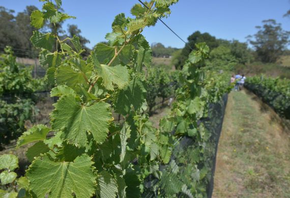 Comenzó el curso de elaboración de vinos en Tandil