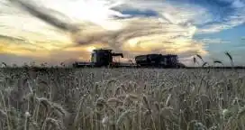 La cosecha de trigo en la recta final: ya se trillaron casi 17 millones de toneladas
