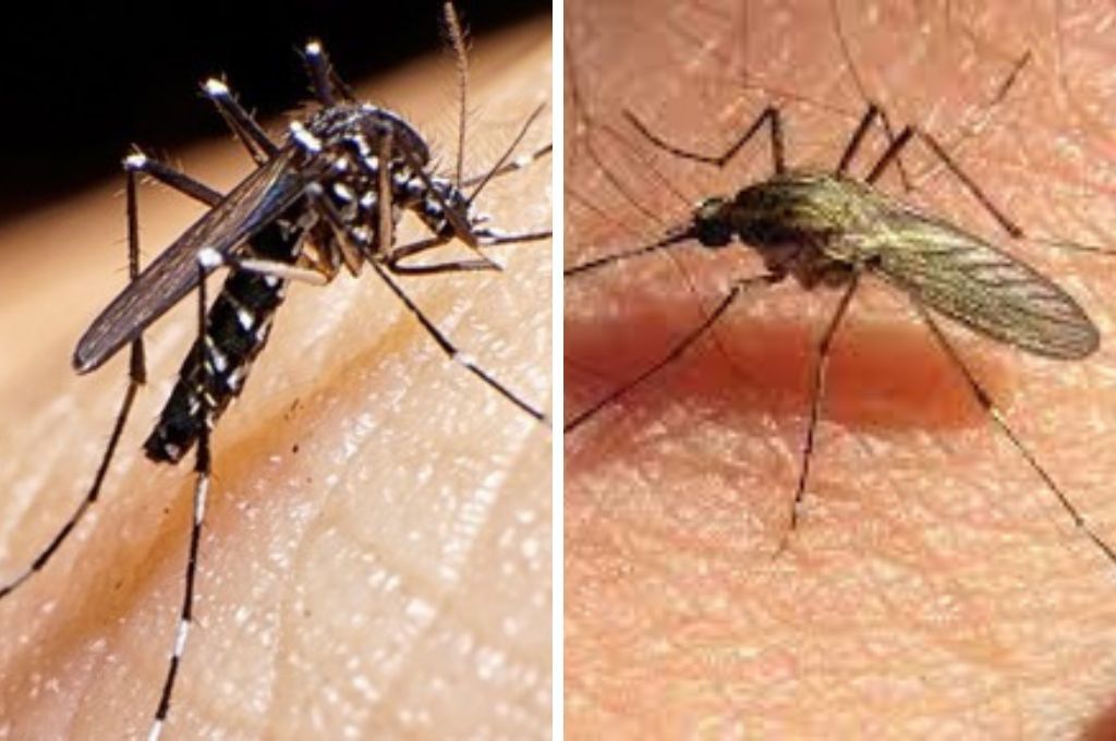 Aedes Aegypti (izquierda) y Aedes Aalbifasciatus (derecha).