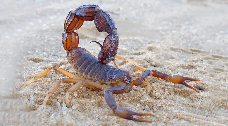 Ejemplar. Del tipo peligroso de alacranes