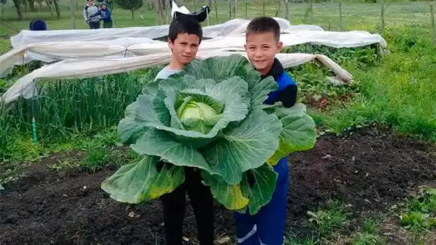 Alumnos de una escuela primaria cosecharon un repollo gigante