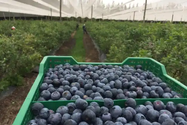 Acuerdo UE–Mercosur: destacaron que arándanos tendrán arancel cero de exportación