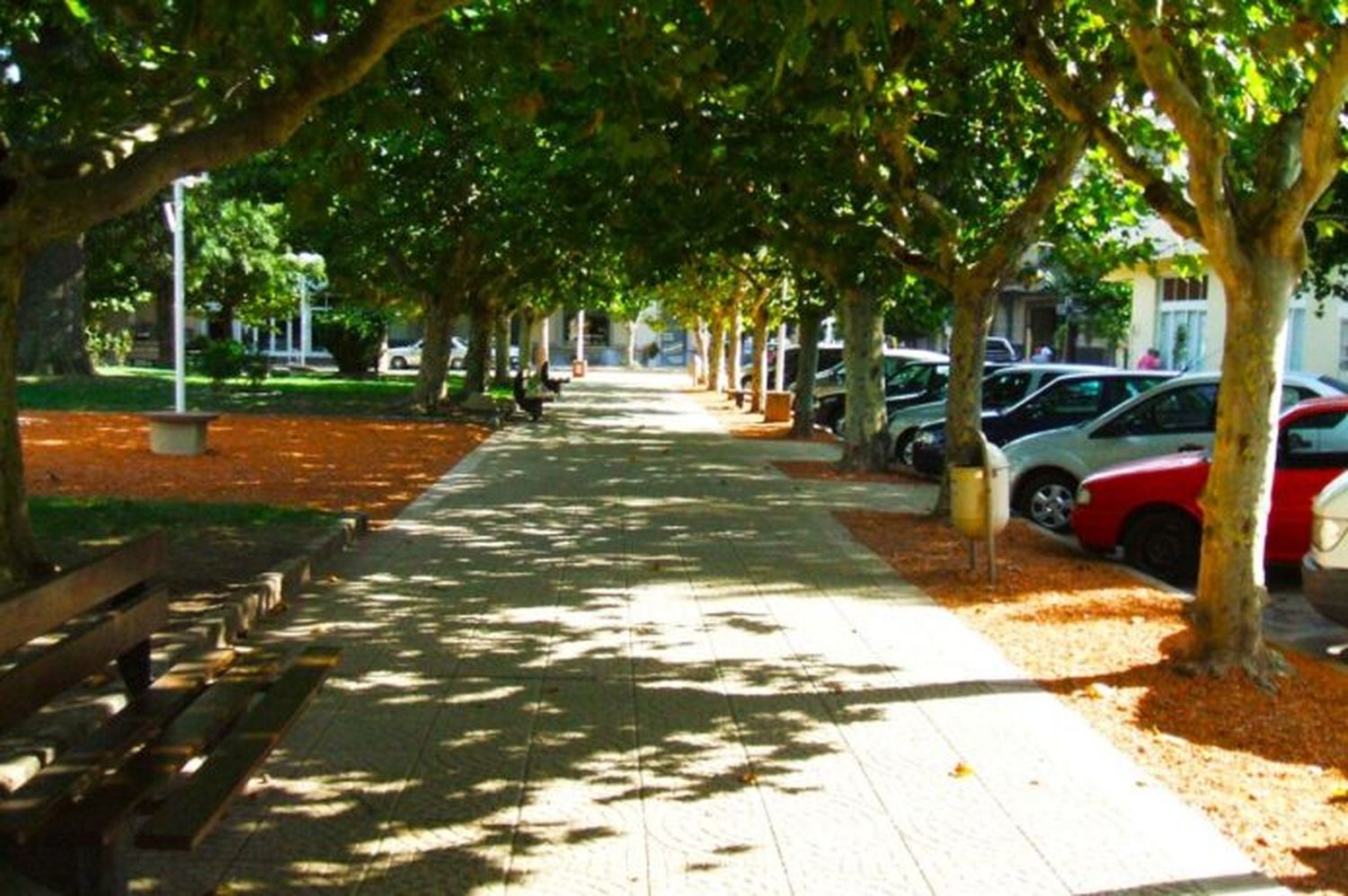 Reforestación en San Andrés de Giles: Plantarán un árbol por cada nacimiento