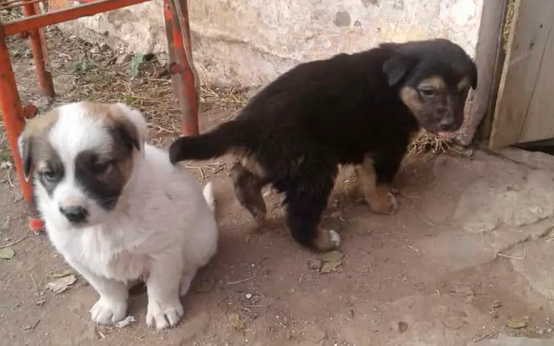 Buscamos familia