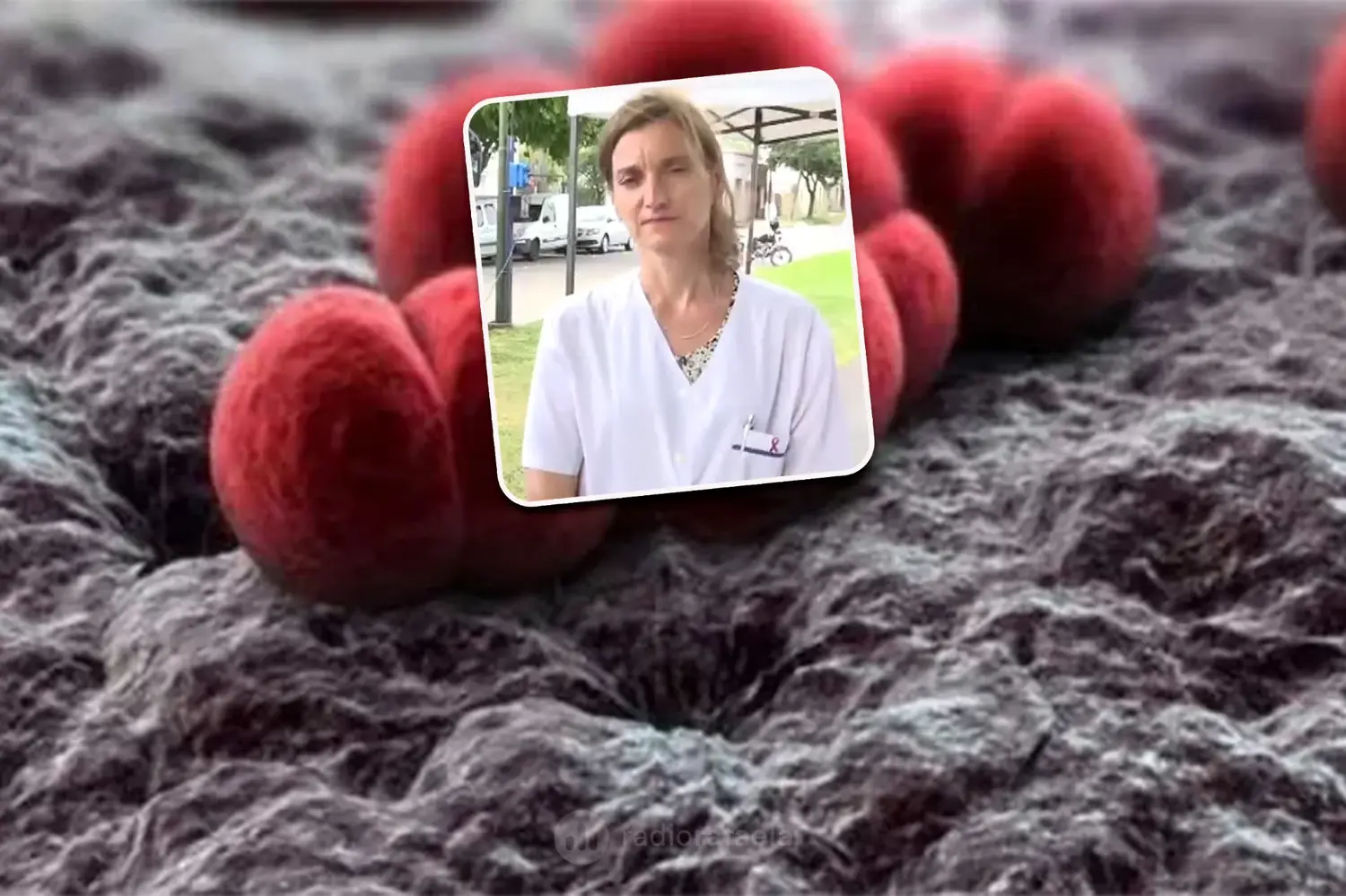 Dra. Sandra Capello - médica infectóloga de Rafaela | Meningococo en Rafaela: qué es, cómo se contagia y todo lo que hay que saber