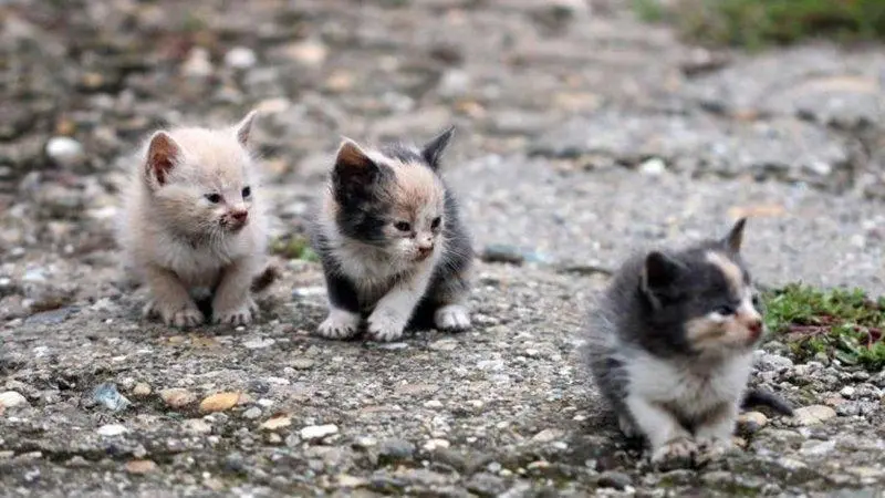 ¡INDIGNANTE! Inescrupulosos envenenan a más de 100 gatos en Santa Marta