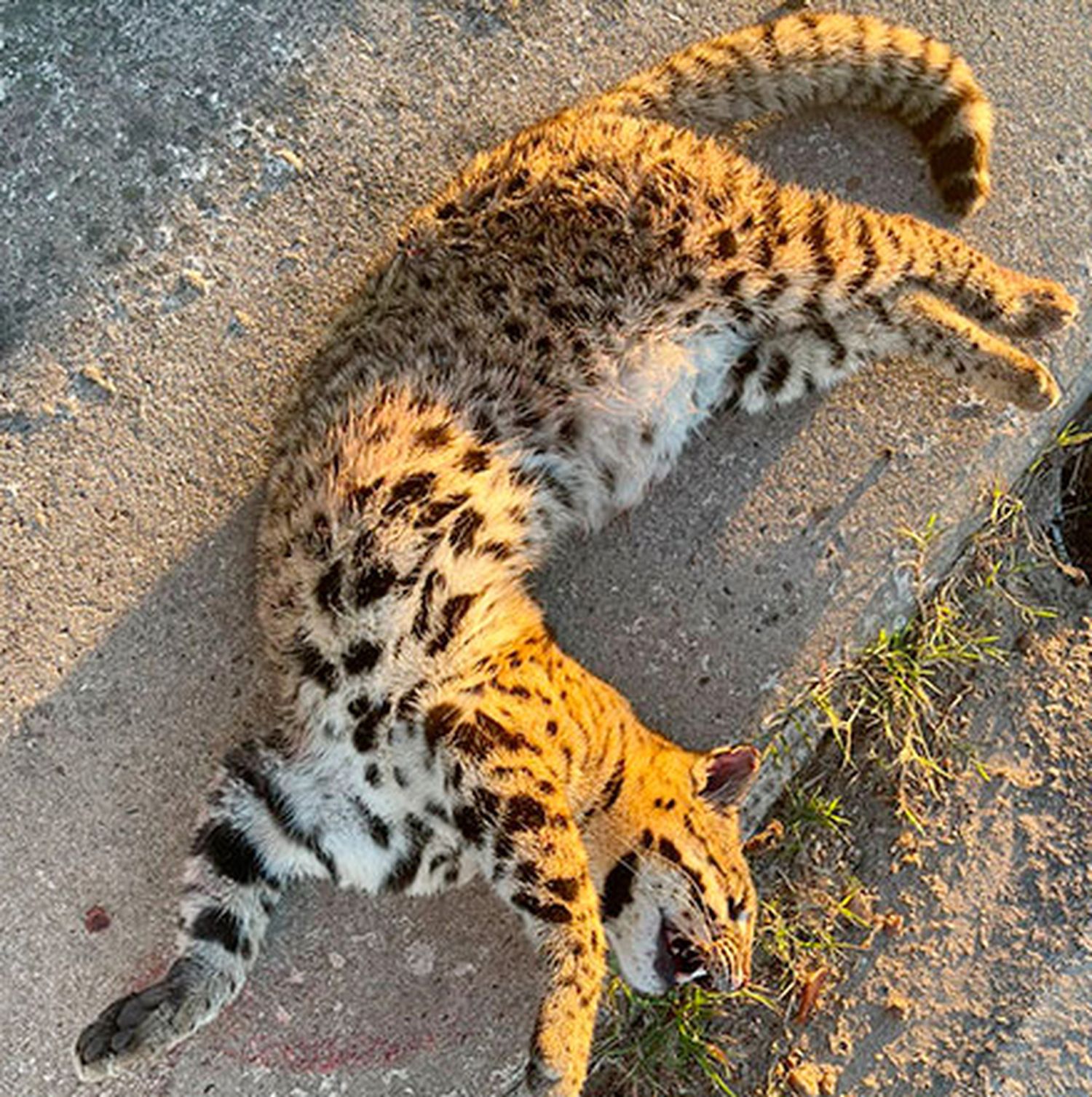 Hallaron ejemplar muerto de gato montés que fue  atropellado en ruta entrerriana