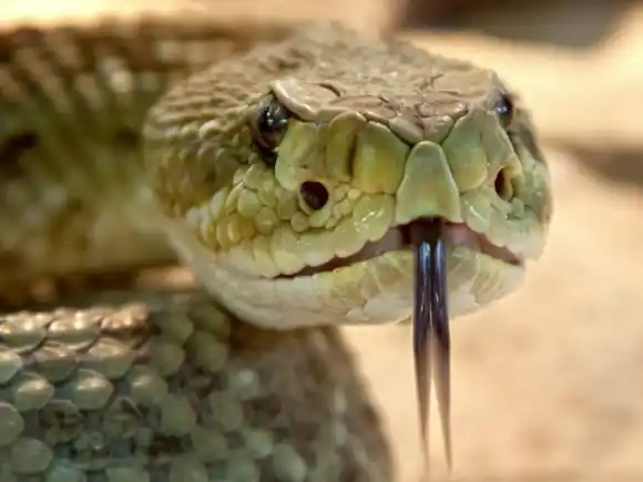 PÁNICO por SERPIENTE a la entrada de una clínica en La Guajira (+ Video)