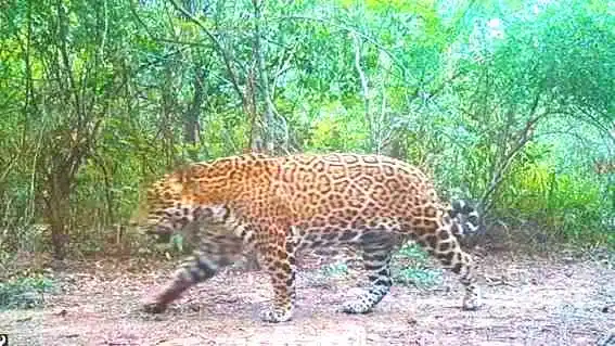 Cazadores furtivos mataron un yaguareté