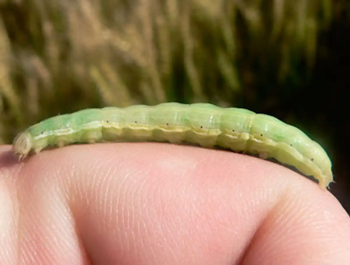 Más del 25% de los lepidópteros capturados fueron orugas desgranadoras