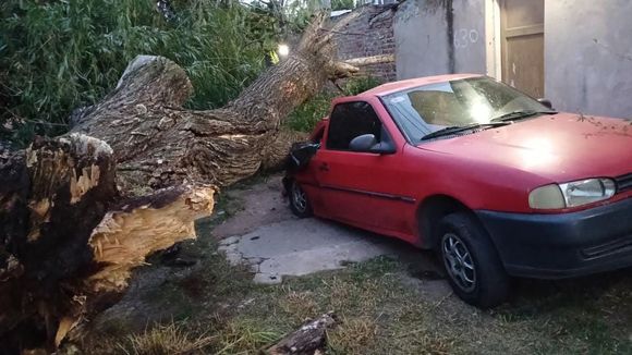 Temporal: árboles caídos y cortes de energía en algunos barrios