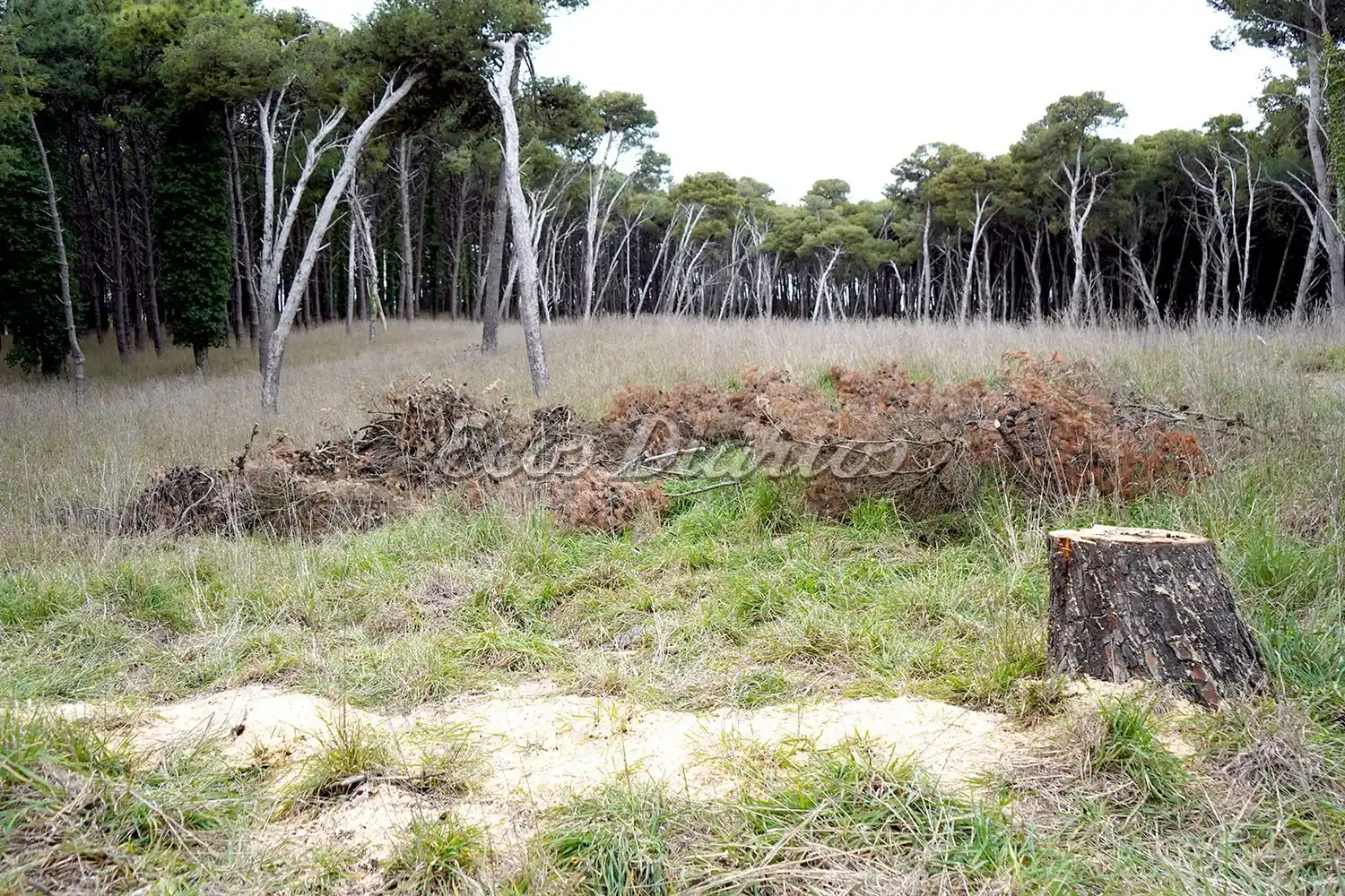 Uno de los sectores. Donde se viene haciendo limpieza y extracción de árboles
