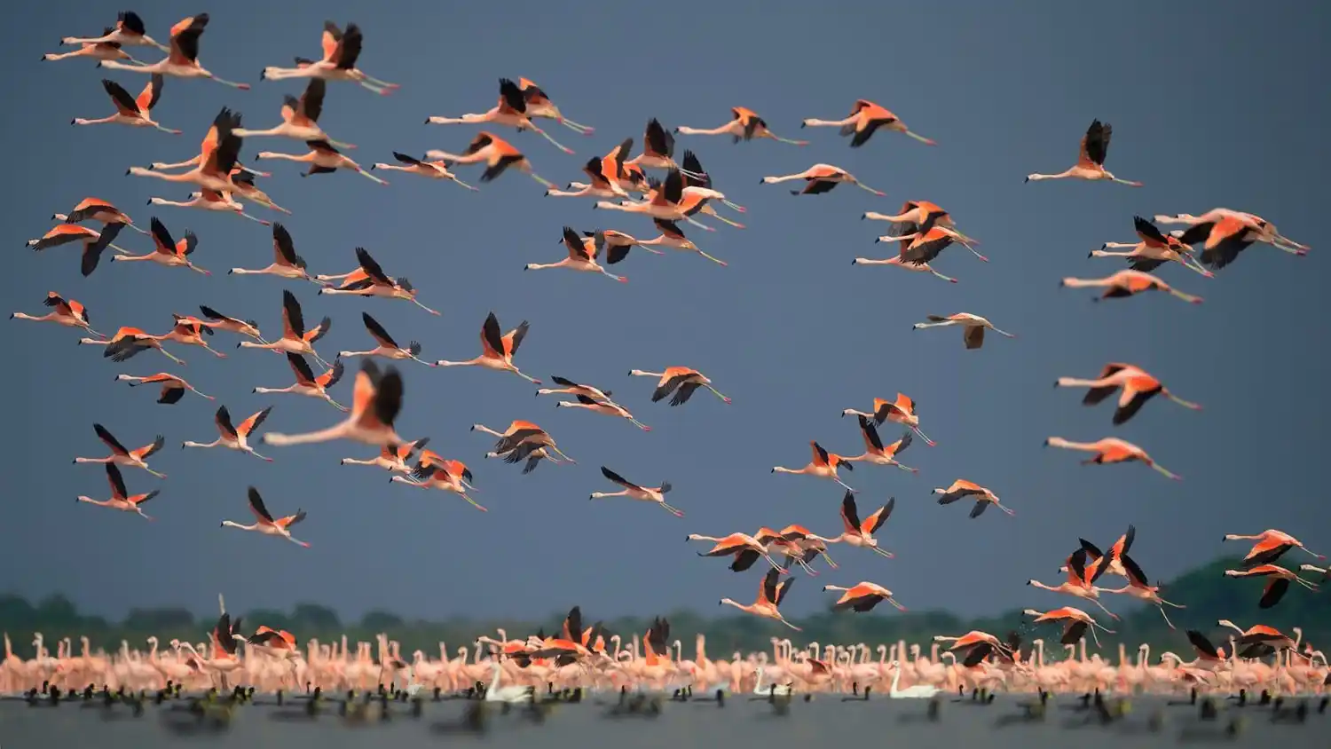 flamencos miramar de ansenuza
