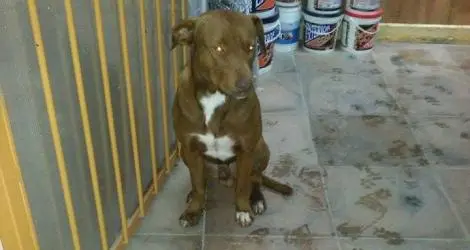 Perro encontrado