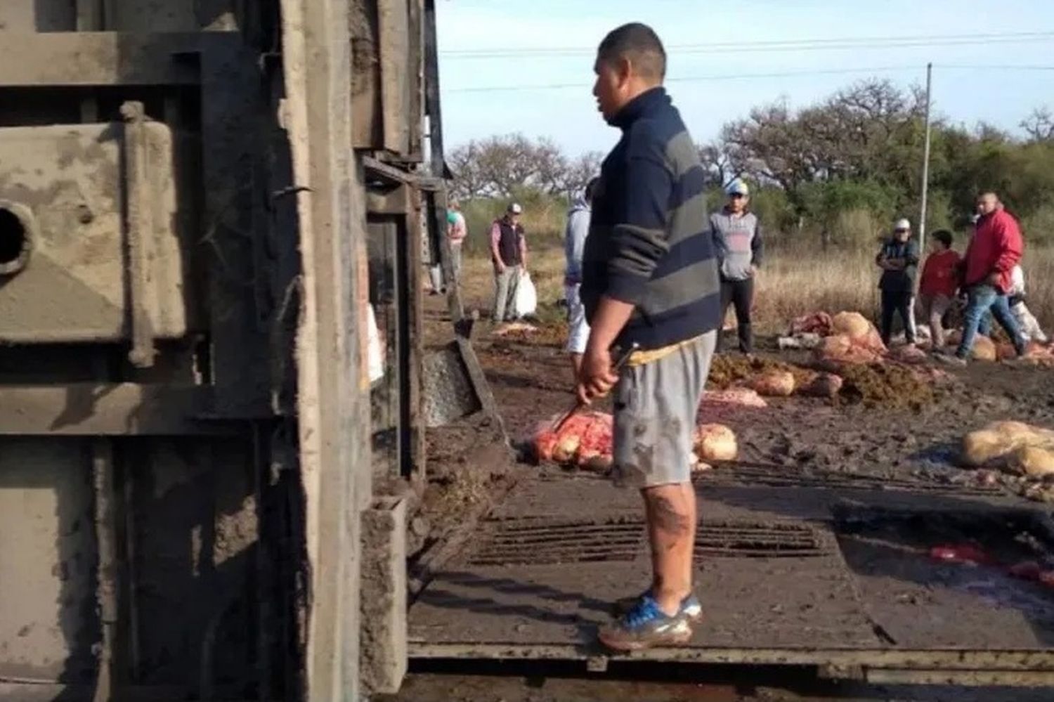 Volcó un camión con 50 vacas y los vecinos las faenaron en el lugar