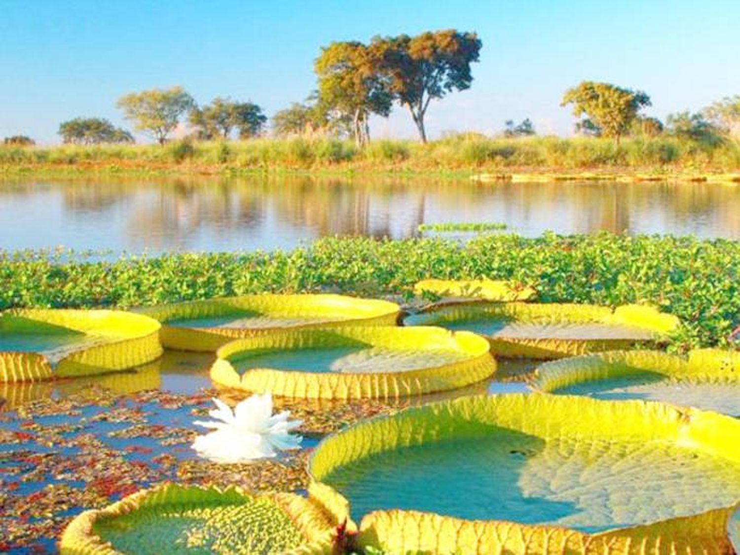 En el Parque Nacional Pre Delta se instalará un Faro de Conservación