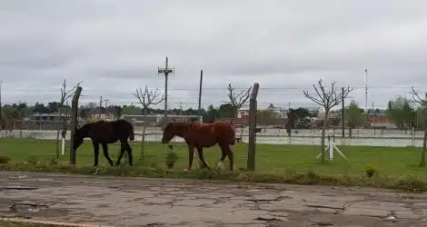 Reporte ciudadano: “Caballos sueltos”