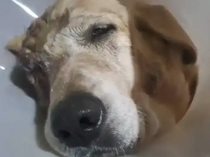 perro apuñalado - 2