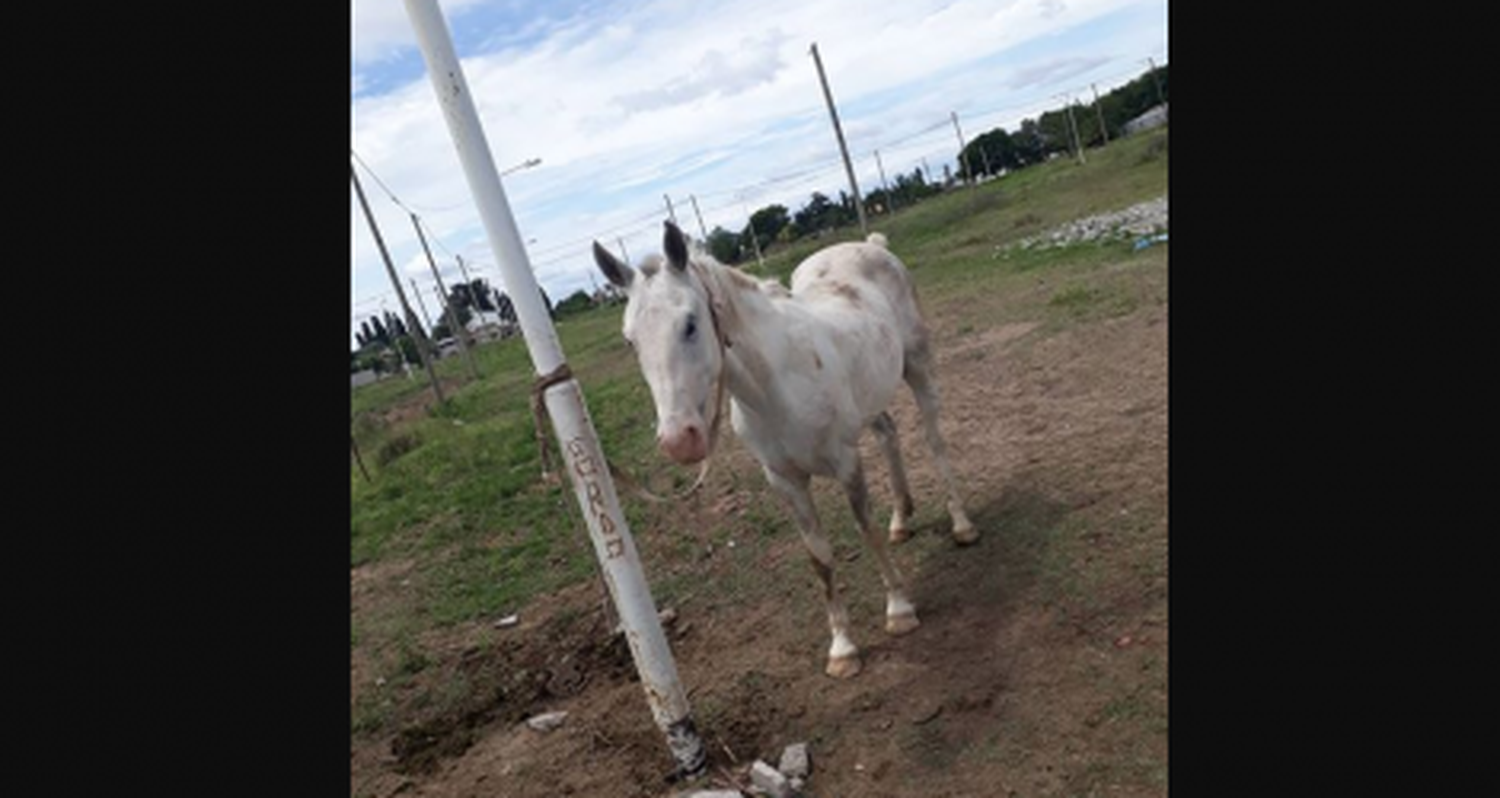 Caballo sin agua