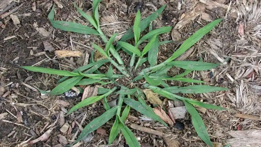 Duras de matar: importante avance para el combate de gramíneas resistentes
